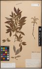 Foto von Salix caprea L. x Salix purpurea L.